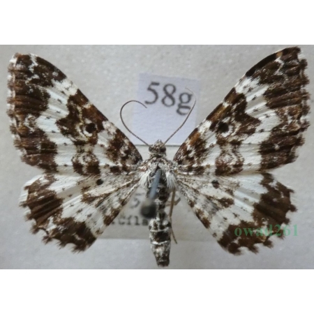 Epirrhoe tristata (Linnaeus, 1758) Paśnik posmutek Czech58g